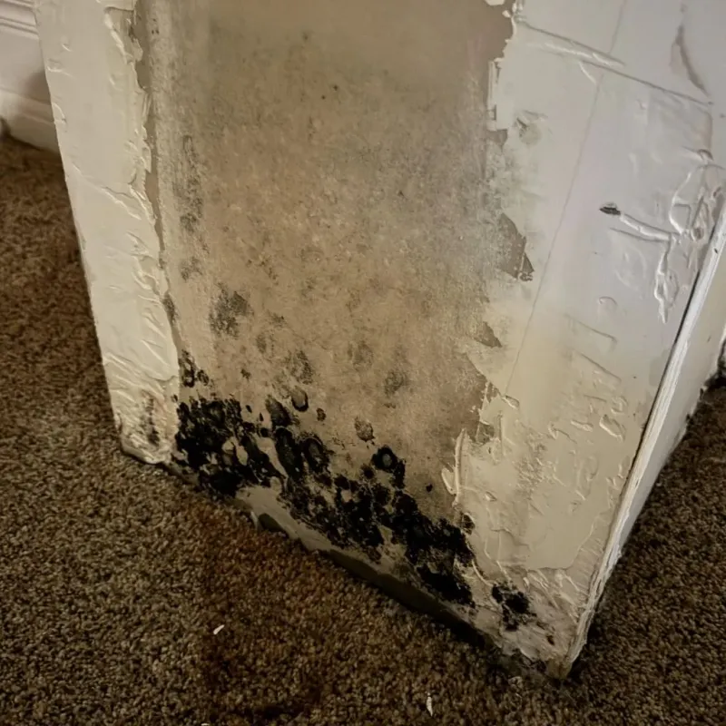 Professional Mold Removal in Presidio, TX